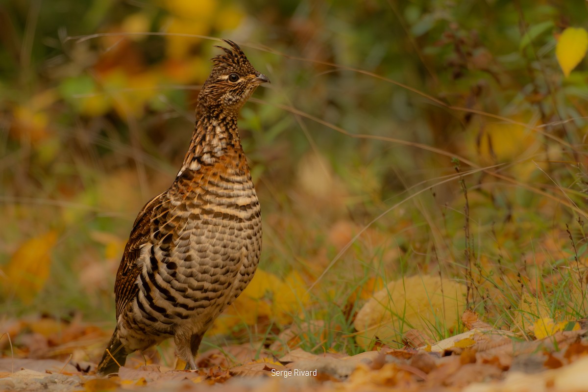 Ruffed Grouse - ML643484779
