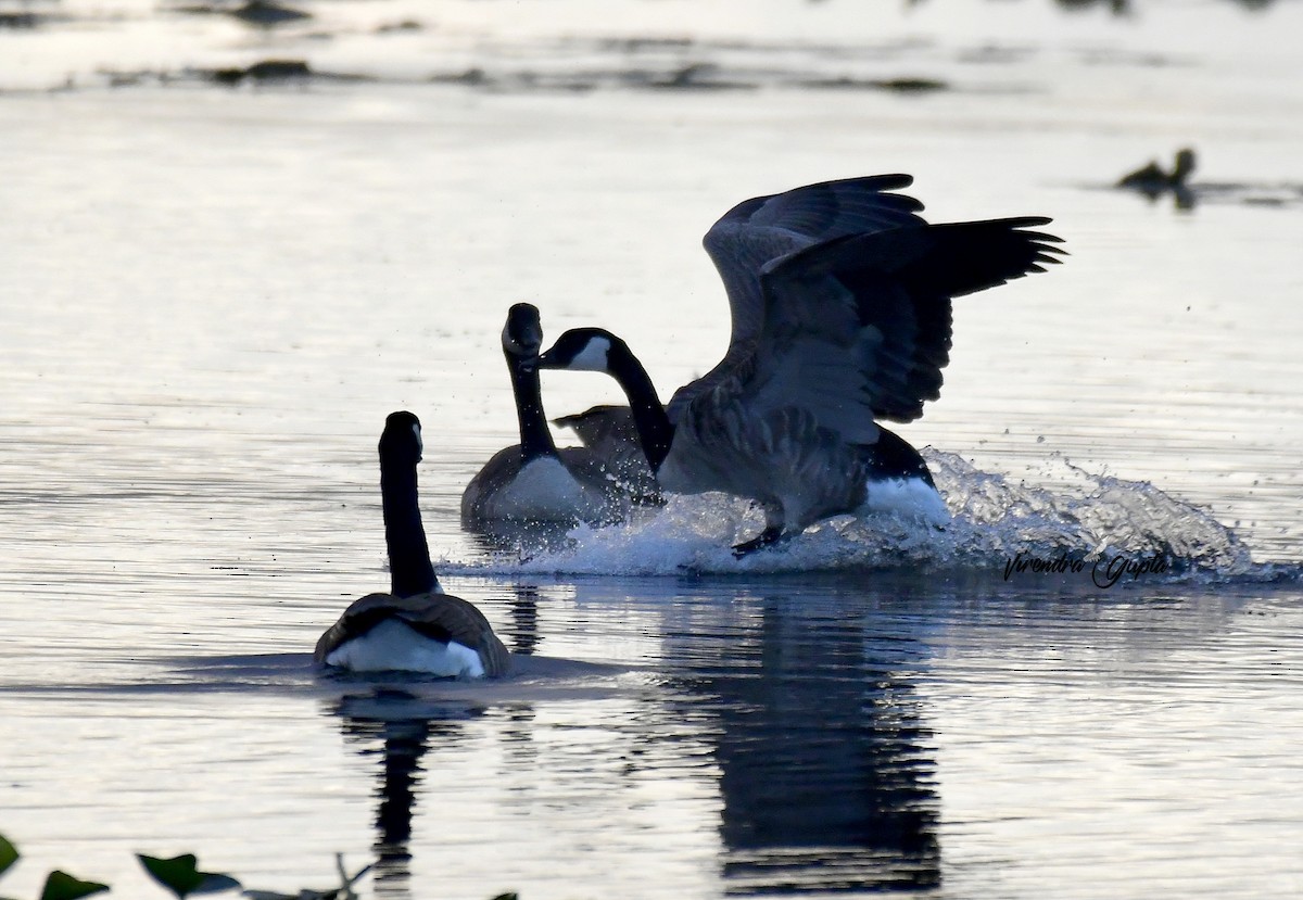 Canada Goose - ML643484781