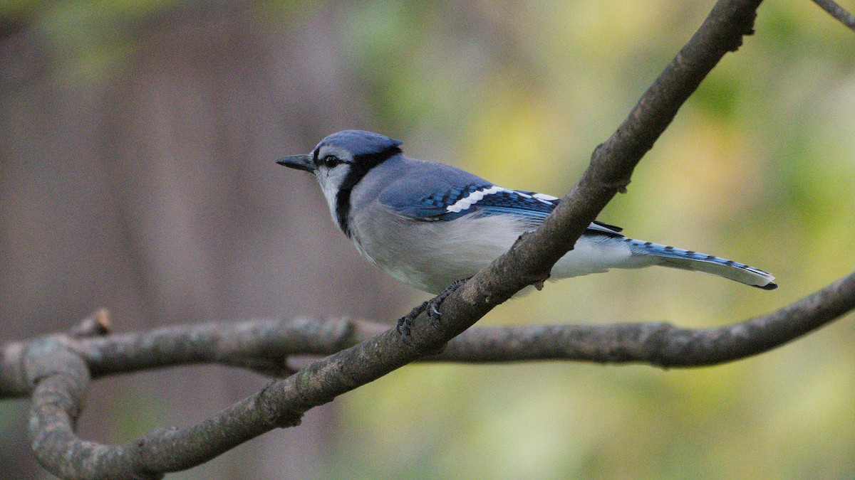 Blue Jay - ML643484783