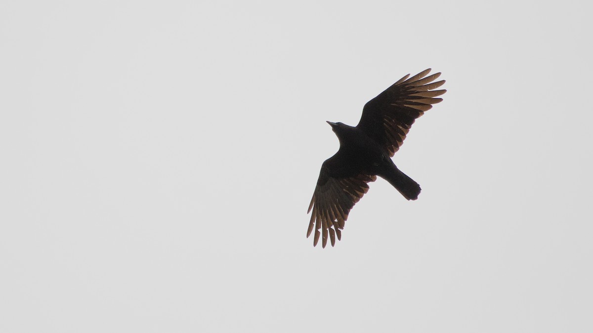 American Crow - ML643484790