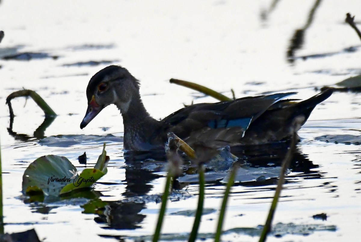 Wood Duck - ML643484793