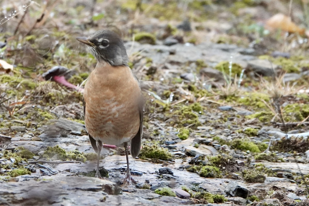 Zozo papargorria - ML643484794