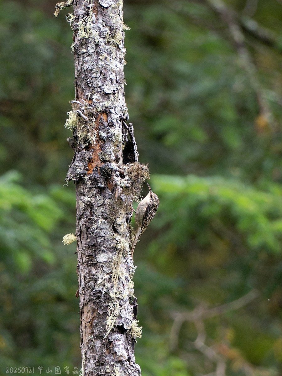 Bar-tailed Treecreeper - ML643484806