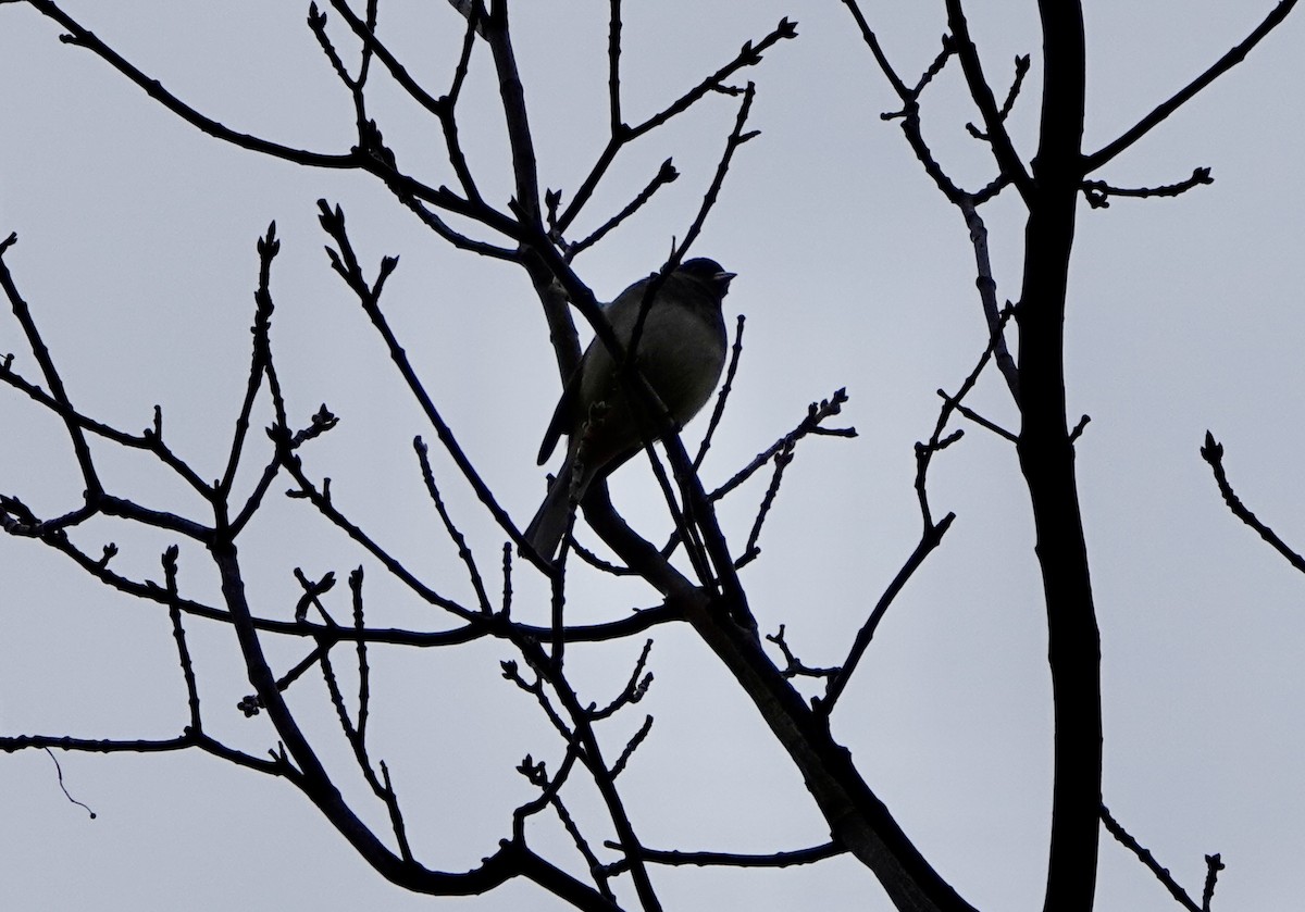 Junco Ojioscuro - ML643484811