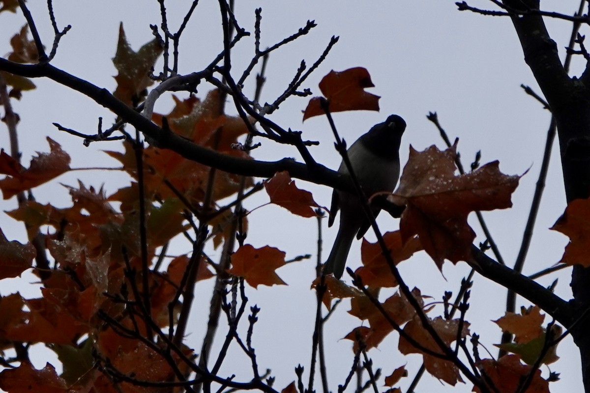 Junco Ojioscuro - ML643484812