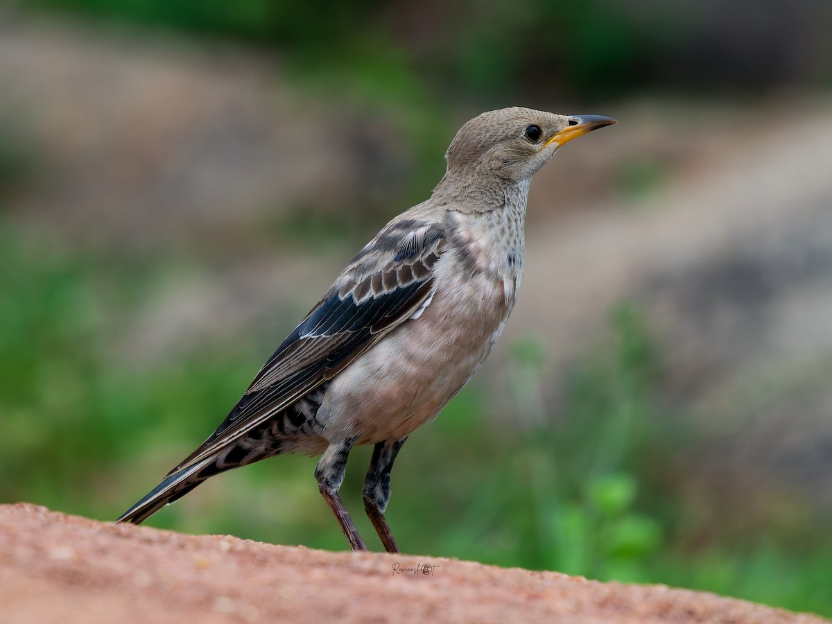 Rosy Starling - ML643484813