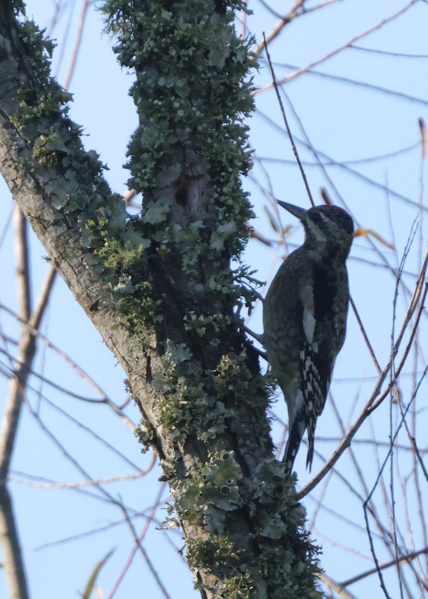 Yellow-bellied Sapsucker - ML643484821