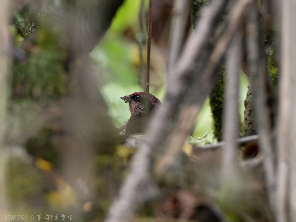Dark-breasted Rosefinch - ML643484825