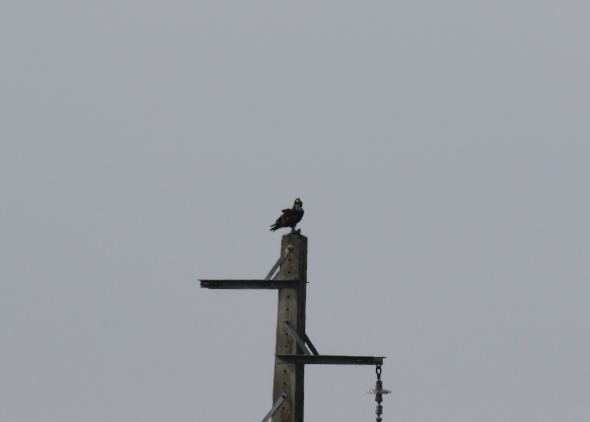 Osprey - ML643484828