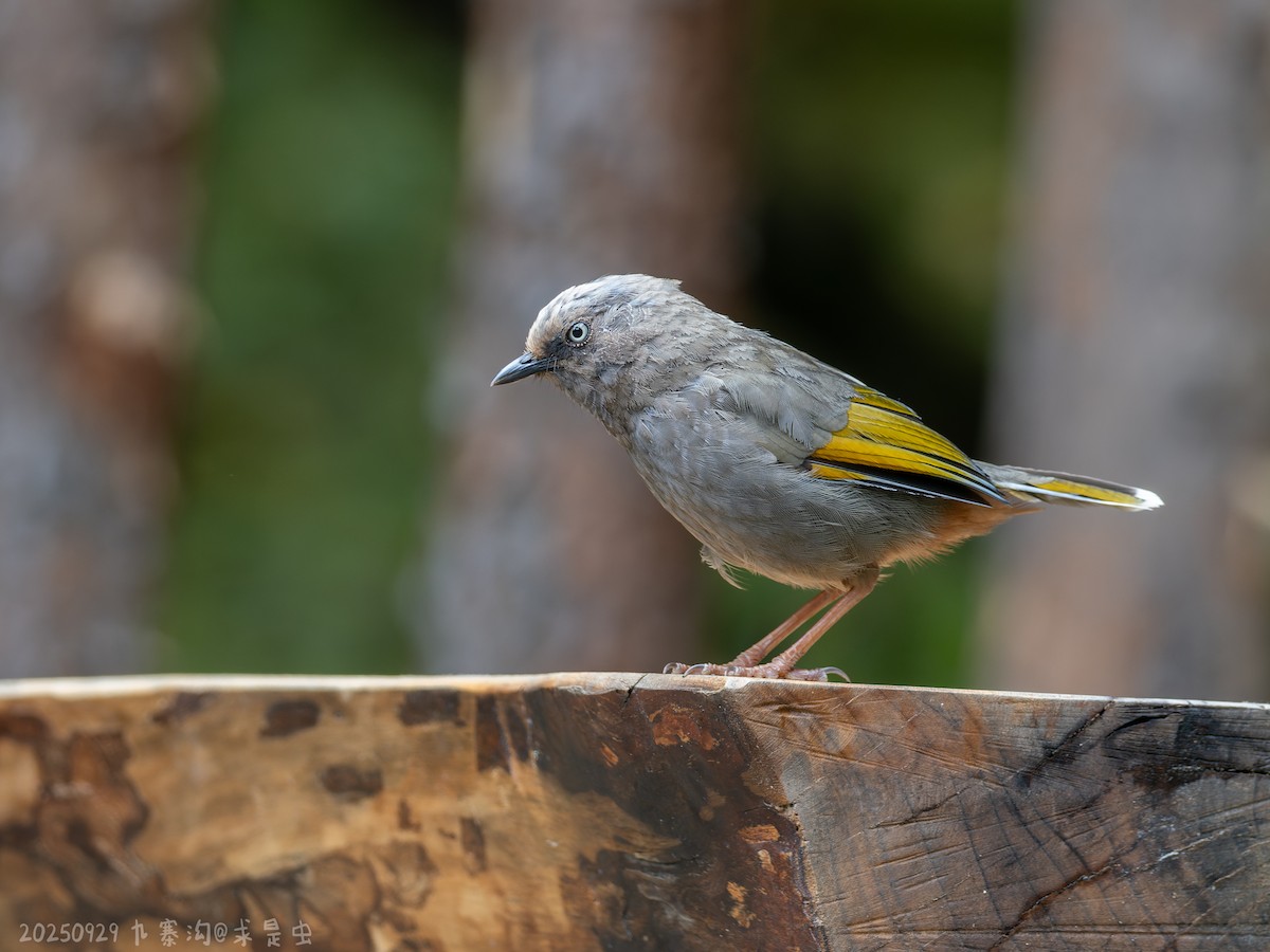 Elliot's Laughingthrush - ML643484829