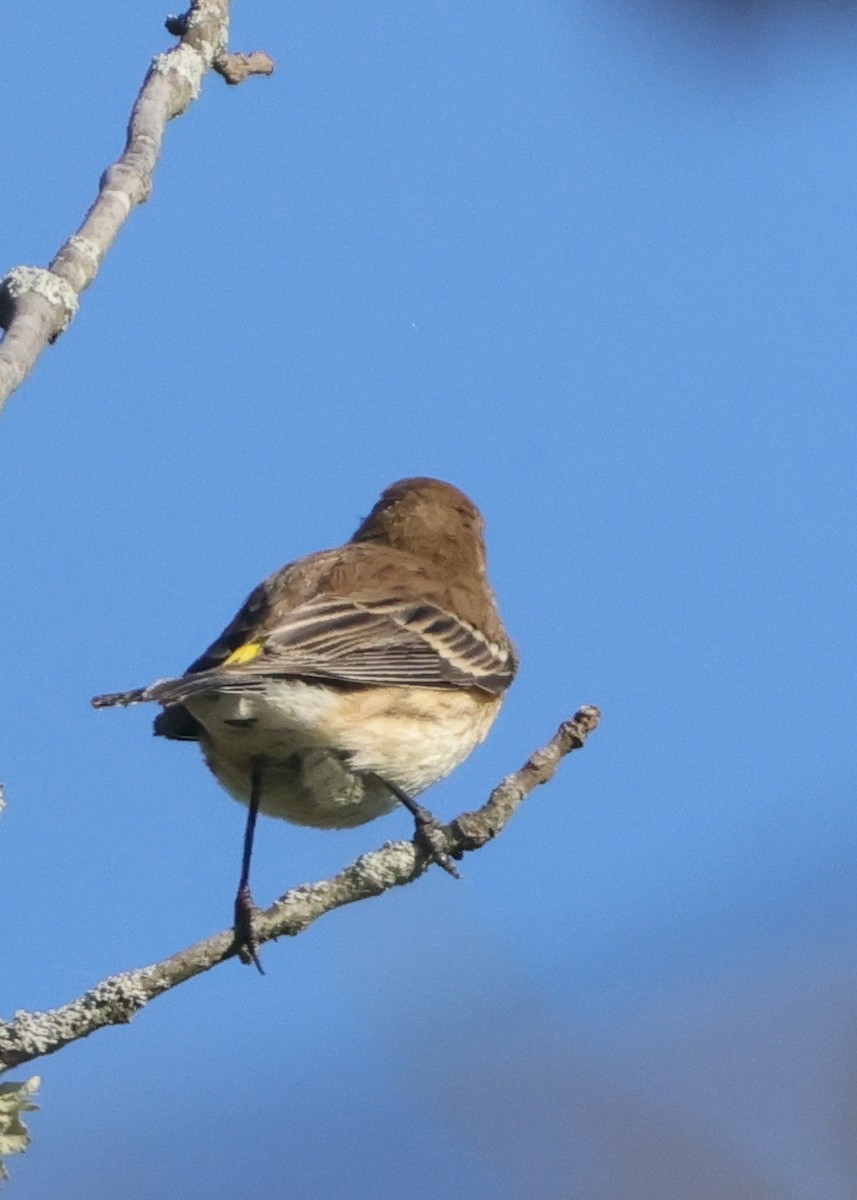 lesňáček žlutoskvrnný (ssp. coronata) - ML643484835
