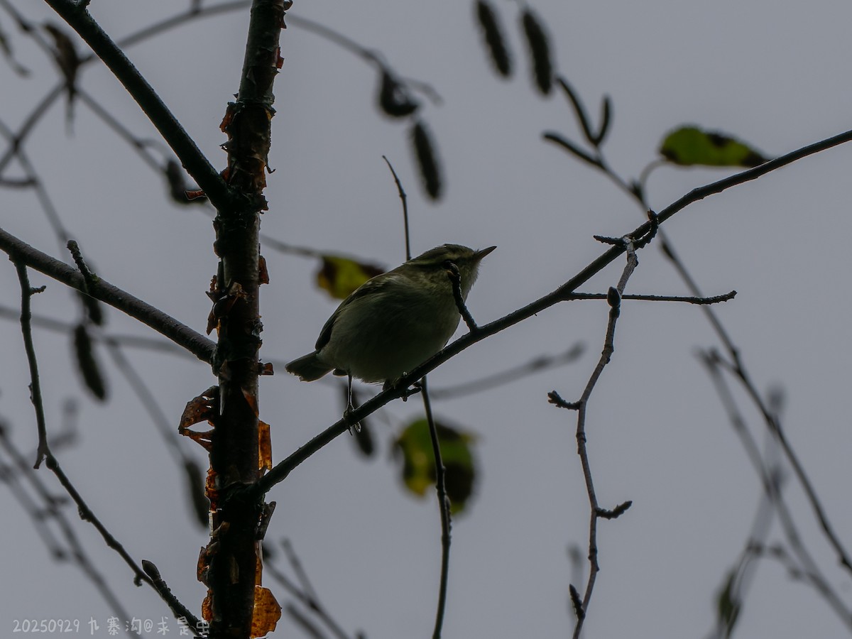 Sichuan Leaf Warbler - ML643484839
