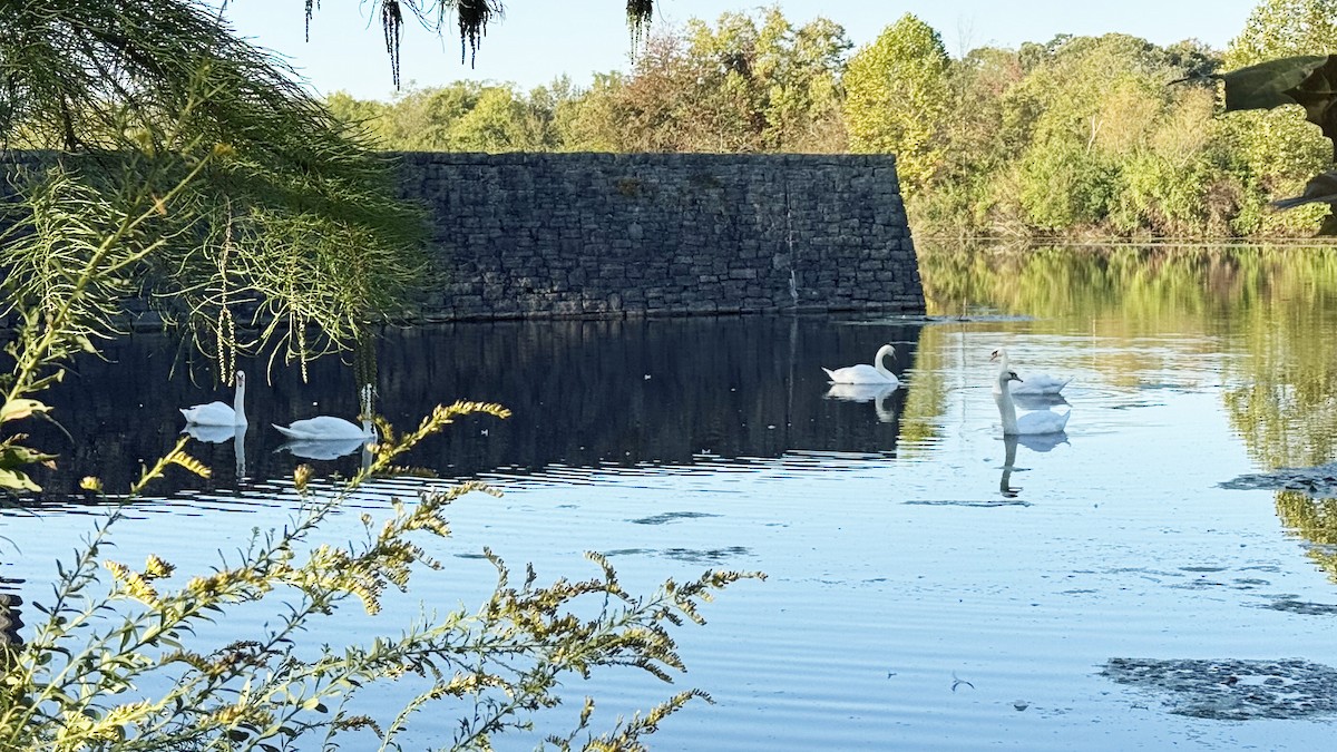 Mute Swan - ML643484844