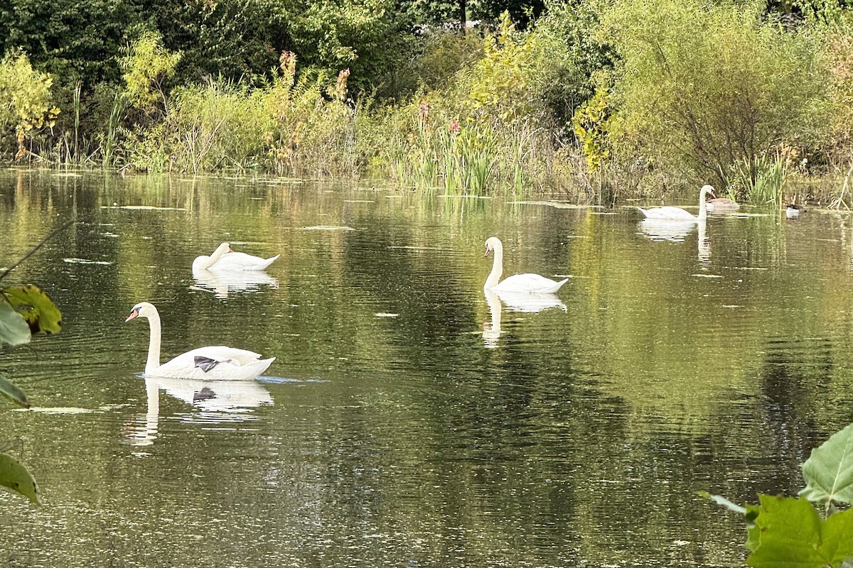 Mute Swan - ML643484845