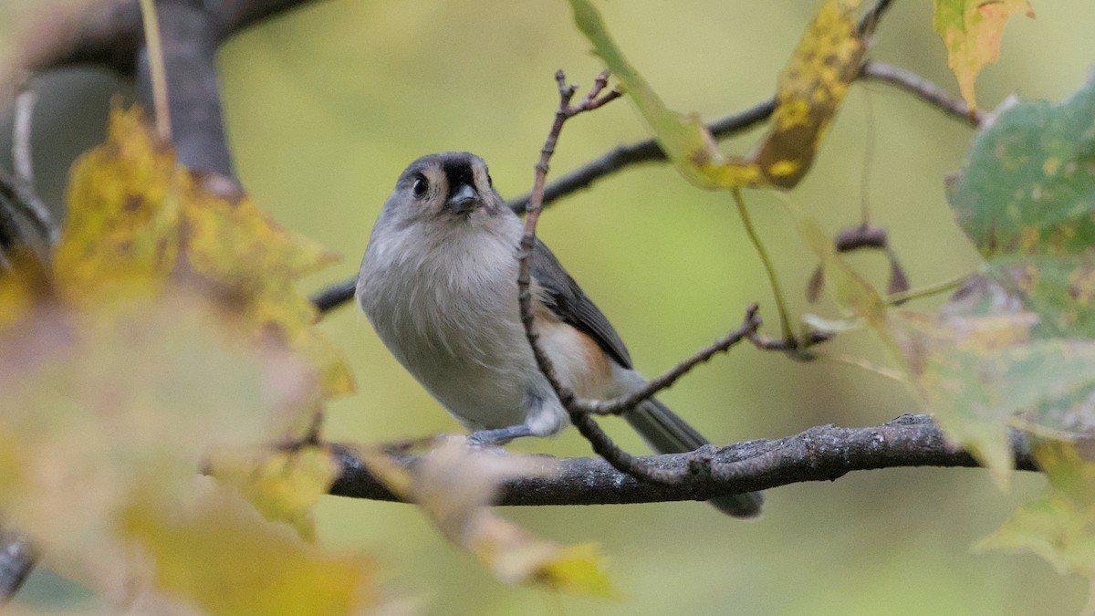 Tufted Titmouse - ML643484851