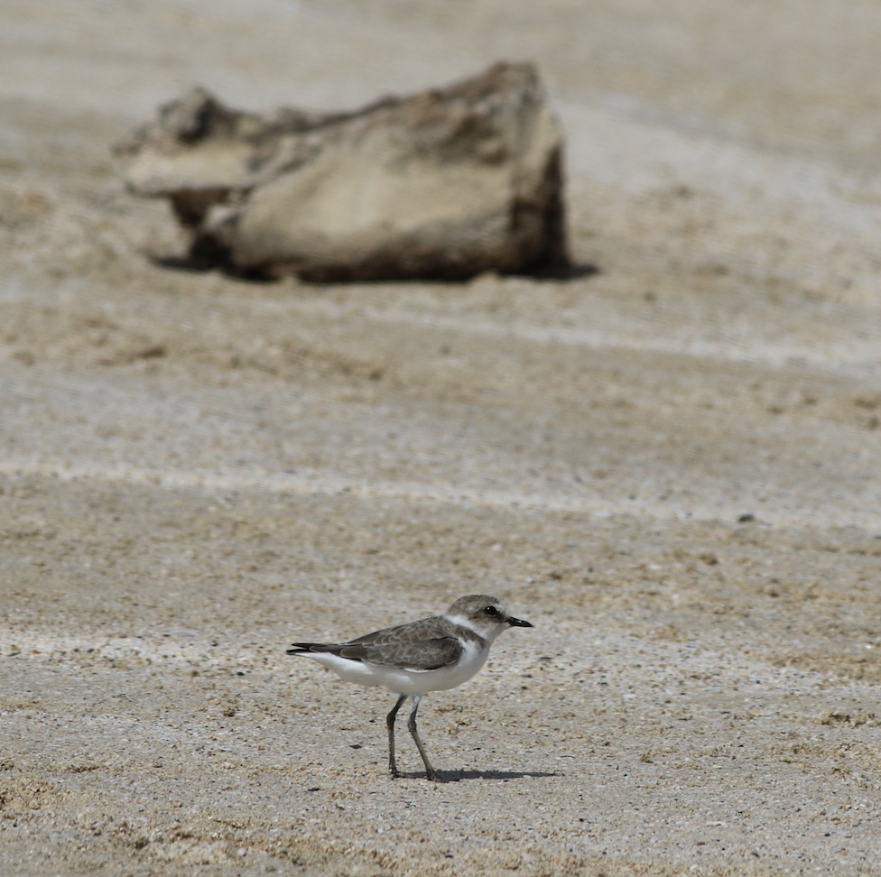 Kentish Plover - ML643484867