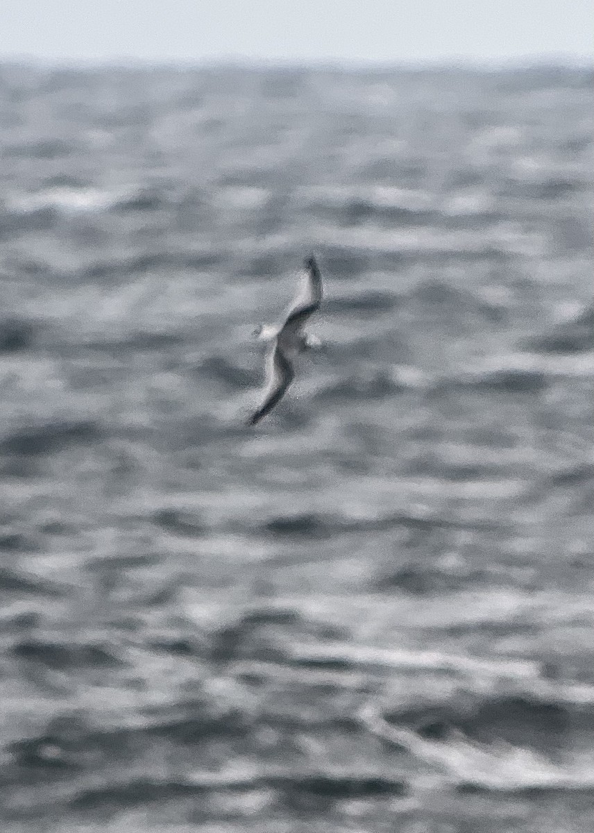 Black-legged Kittiwake - ML643484899