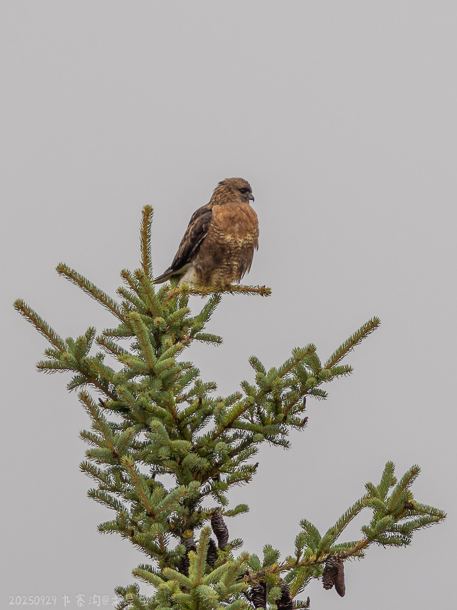 Himalayan Buzzard - ML643484915
