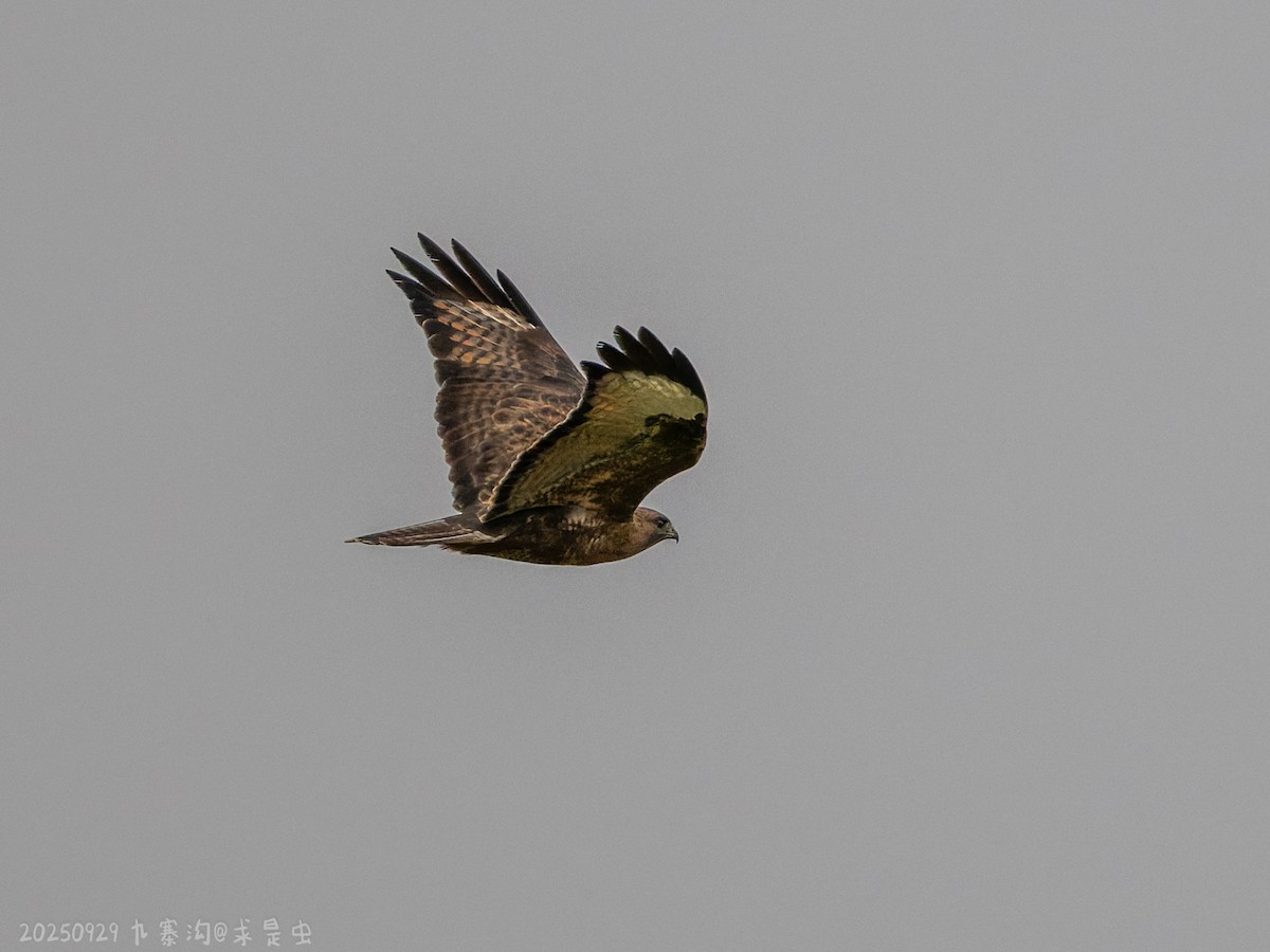 Himalayan Buzzard - ML643484916