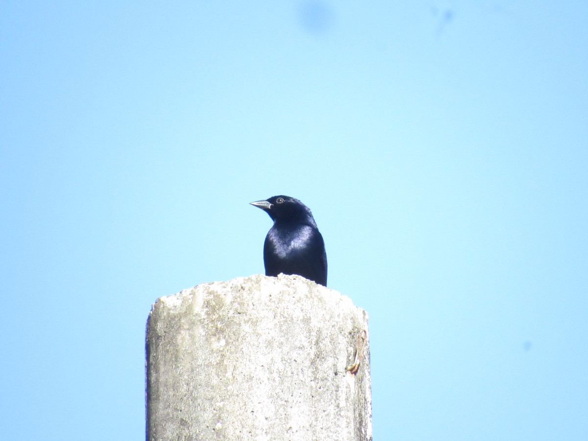 Shiny Cowbird - ML643484933