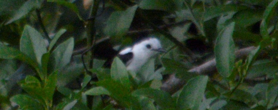 Pied Water-Tyrant - ML643484935