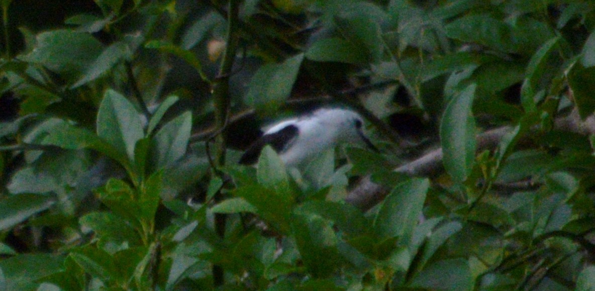 Pied Water-Tyrant - ML643484936