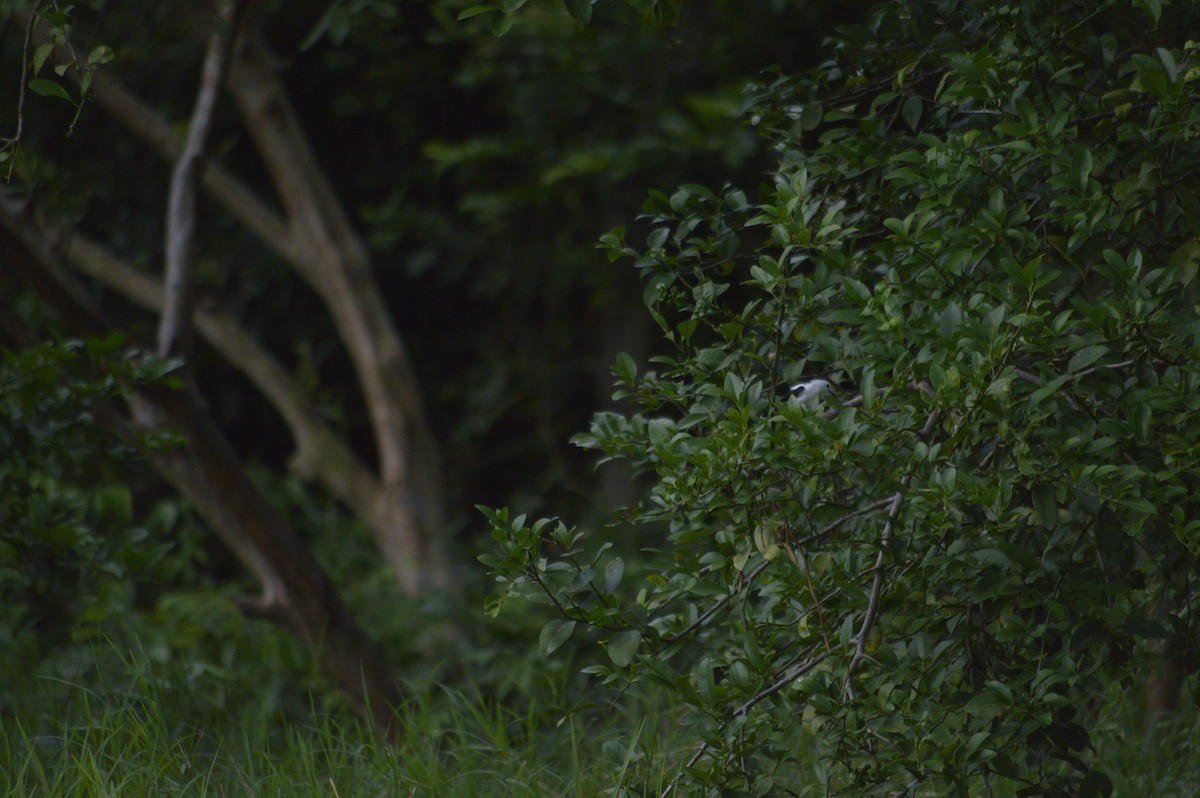 Pied Water-Tyrant - ML643484938