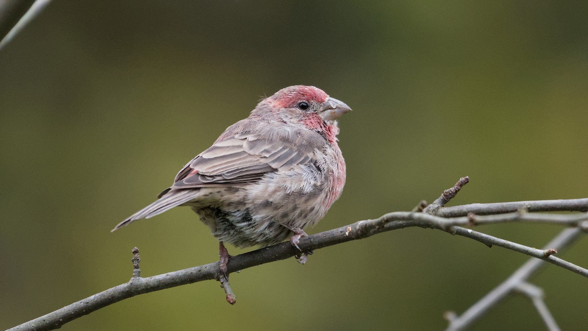 House Finch - ML643484957
