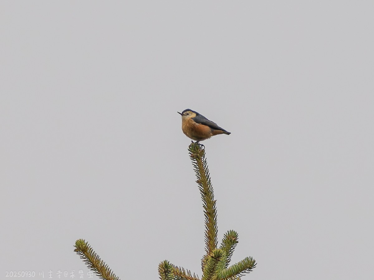 Przevalski's Nuthatch - ML643484961