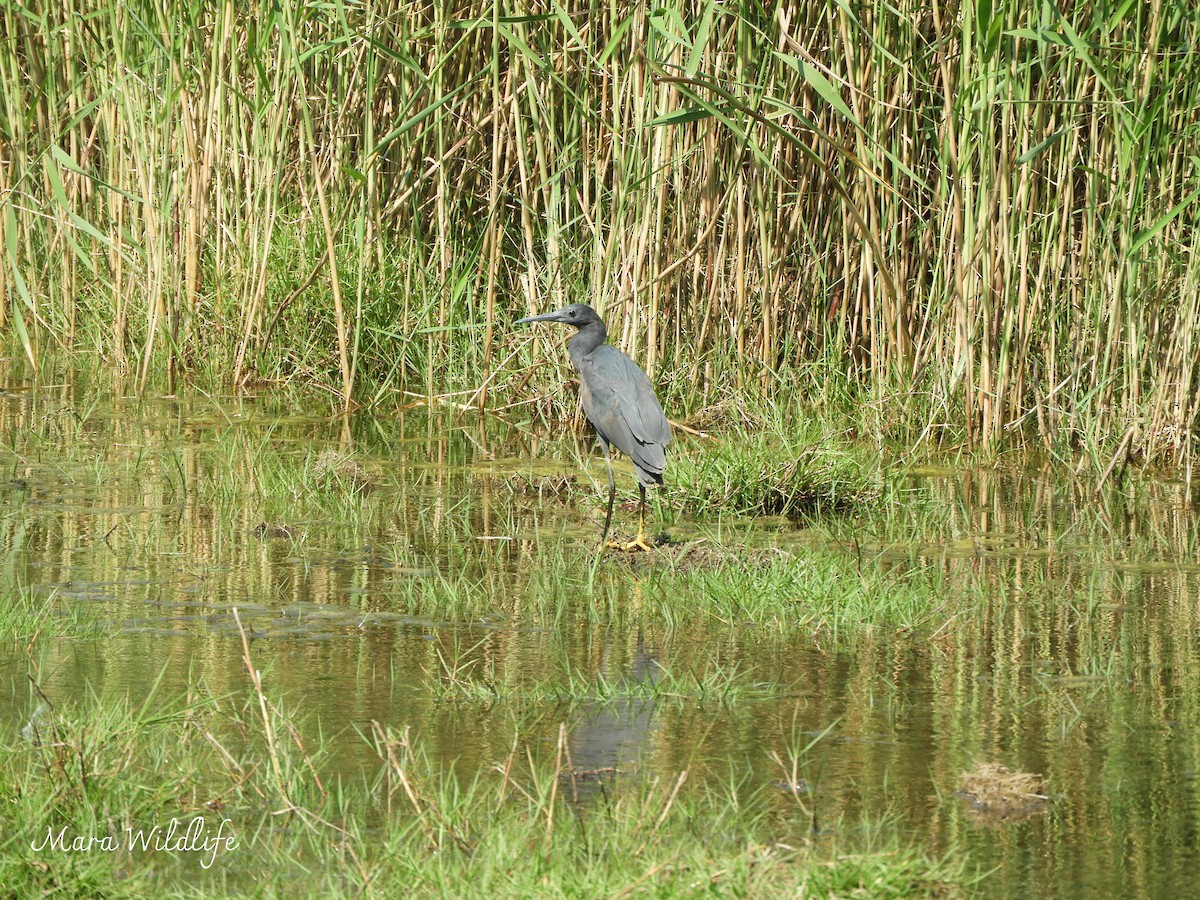 Black Heron - ML643484962