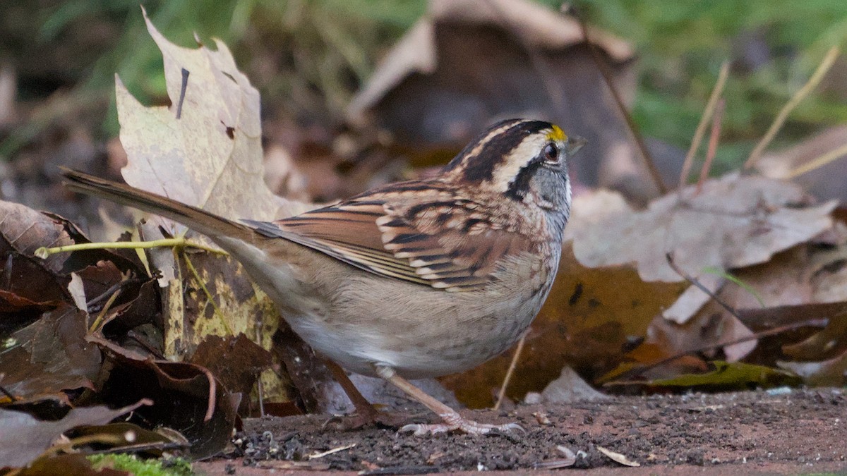 White-throated Sparrow - ML643484964