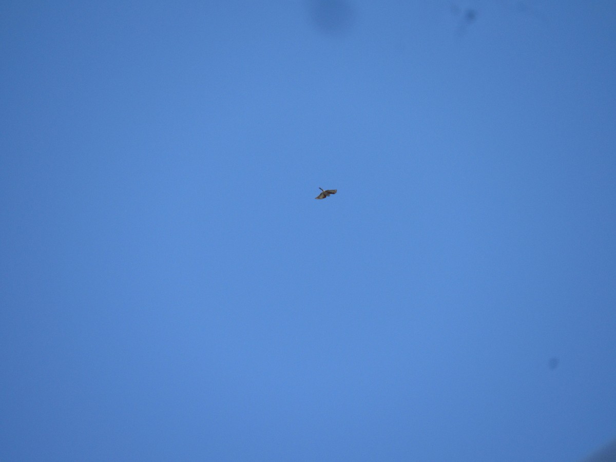 Rufous-thighed Kite - ML643484965