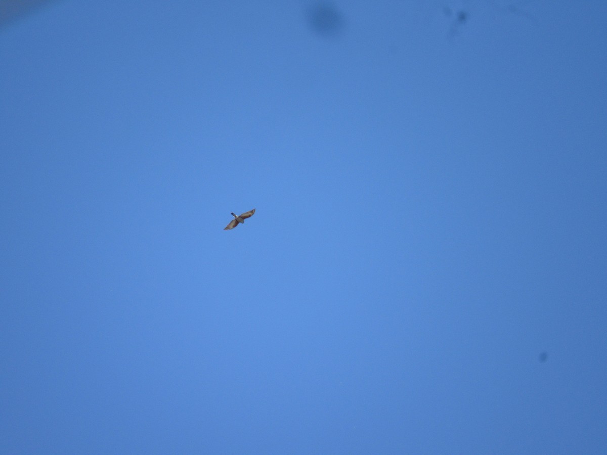 Rufous-thighed Kite - ML643484966