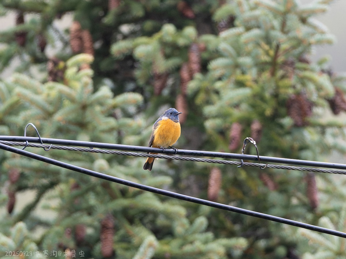 Blue-fronted Redstart - ML643484983