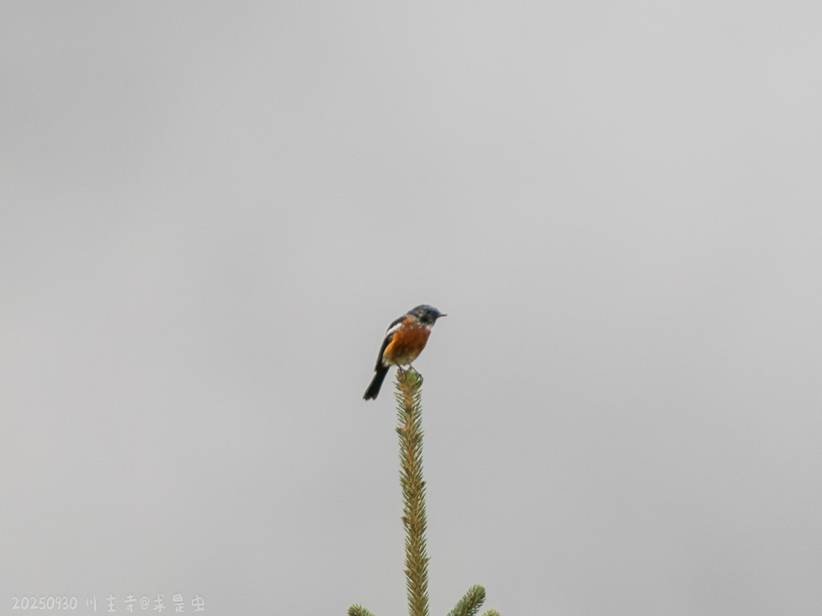 White-throated Redstart - ML643484991