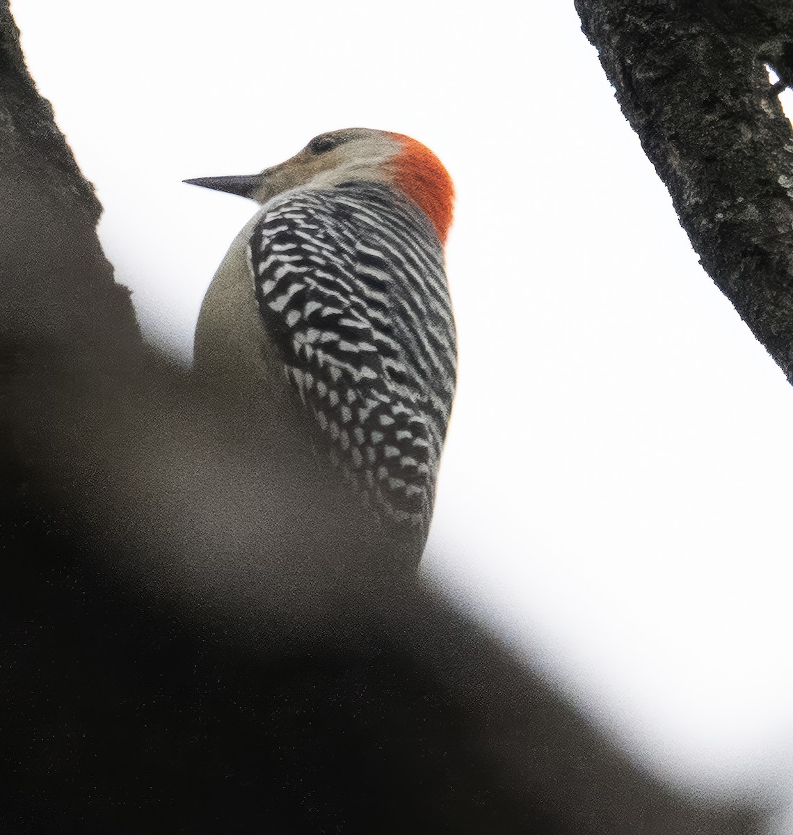 Red-bellied Woodpecker - ML643484992