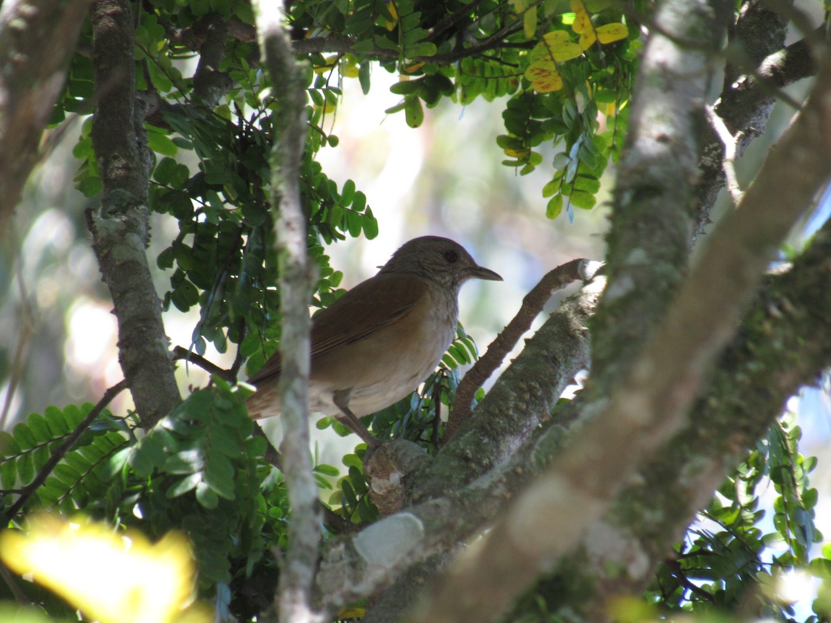 Pale-breasted Thrush - ML643484994