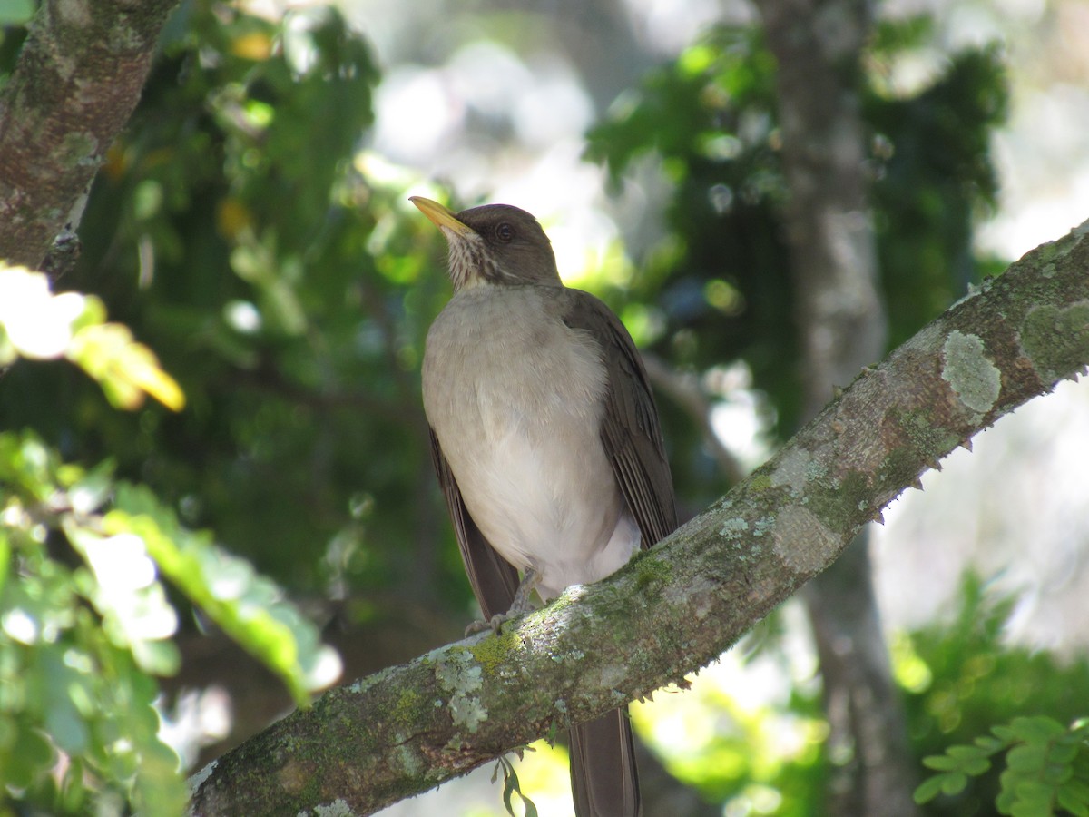 Creamy-bellied Thrush - ML643485002