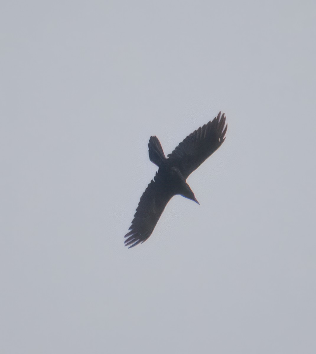 Common Raven - ML643485003