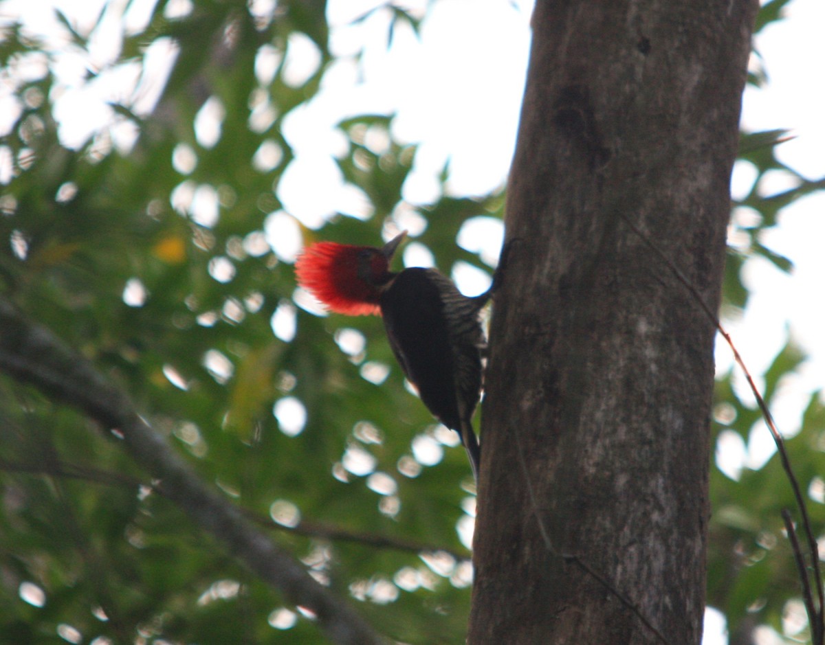 Helmeted Woodpecker - ML643485013