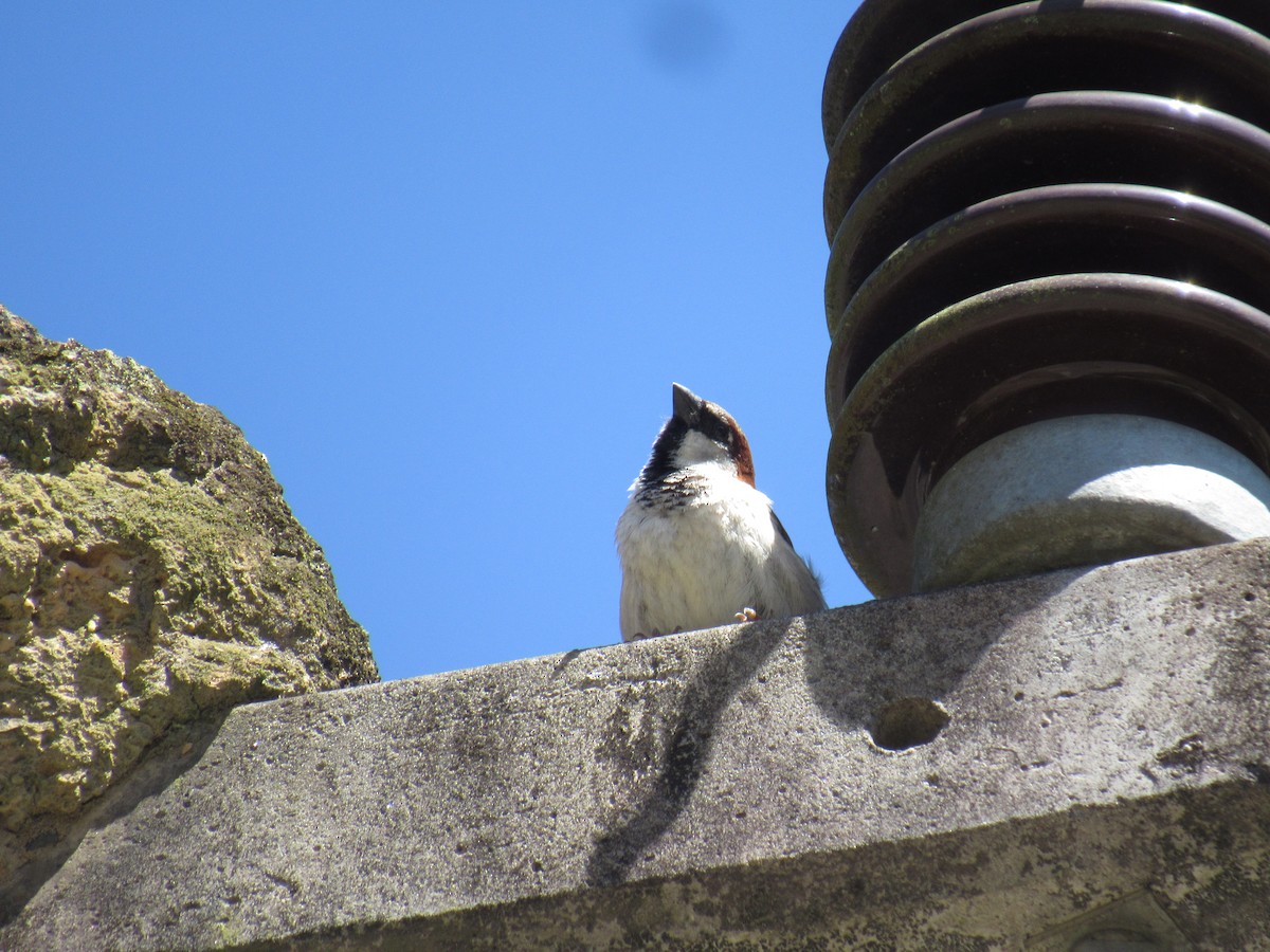 Passera oltremontana - ML643485014