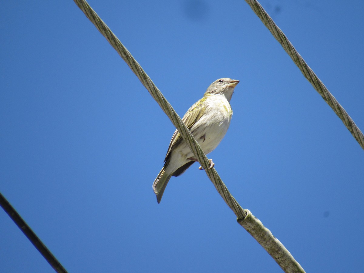 Saffron Finch - ML643485024