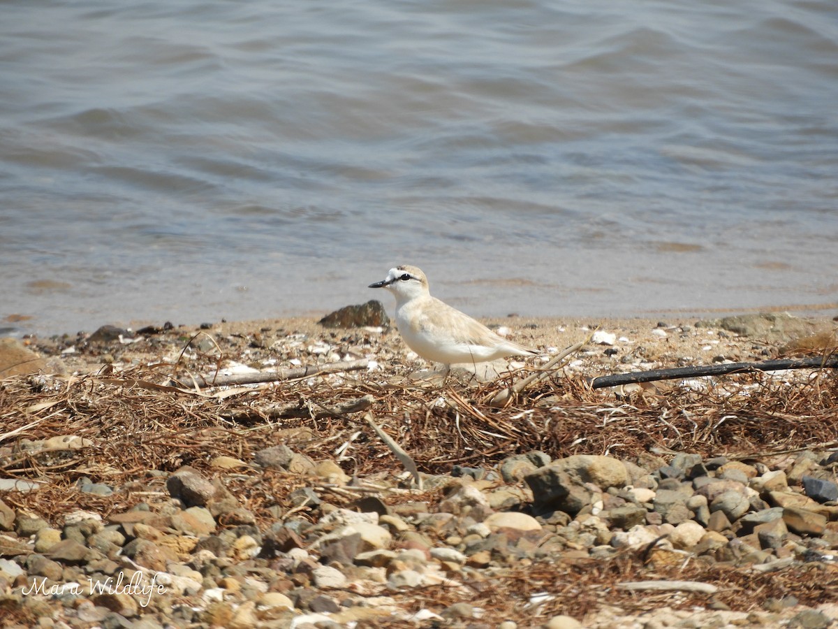 White-fronted Plover - ML643485029