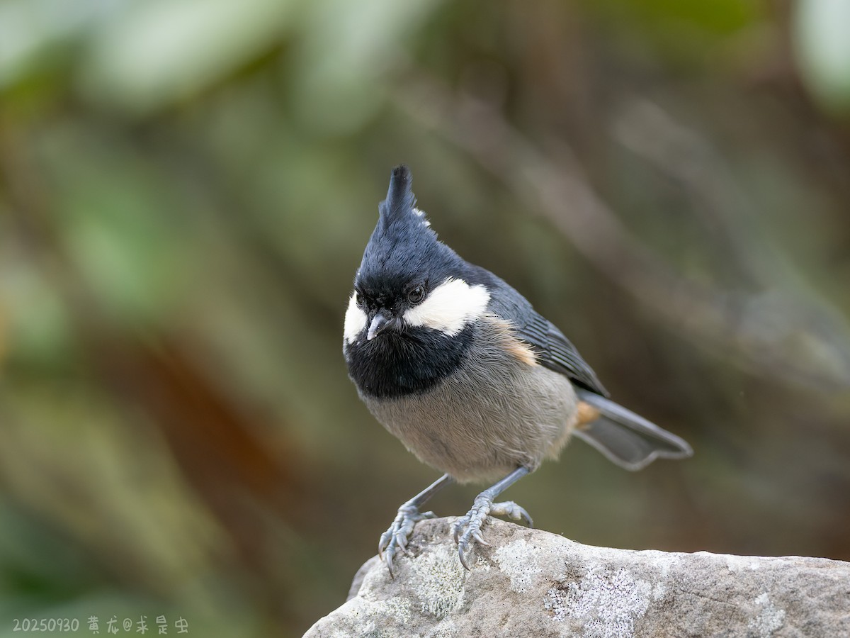 Rufous-vented Tit - ML643485050