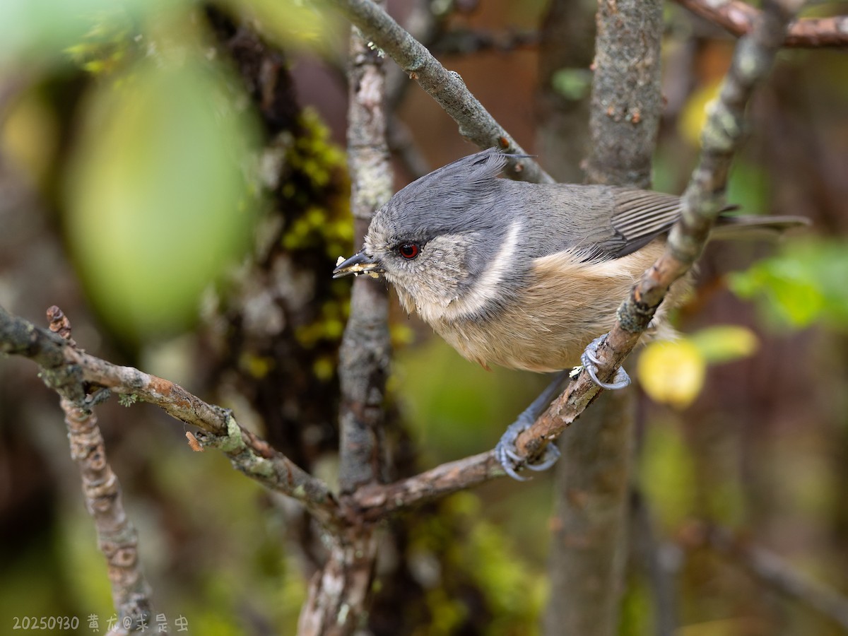 Gray-crested Tit - ML643485057
