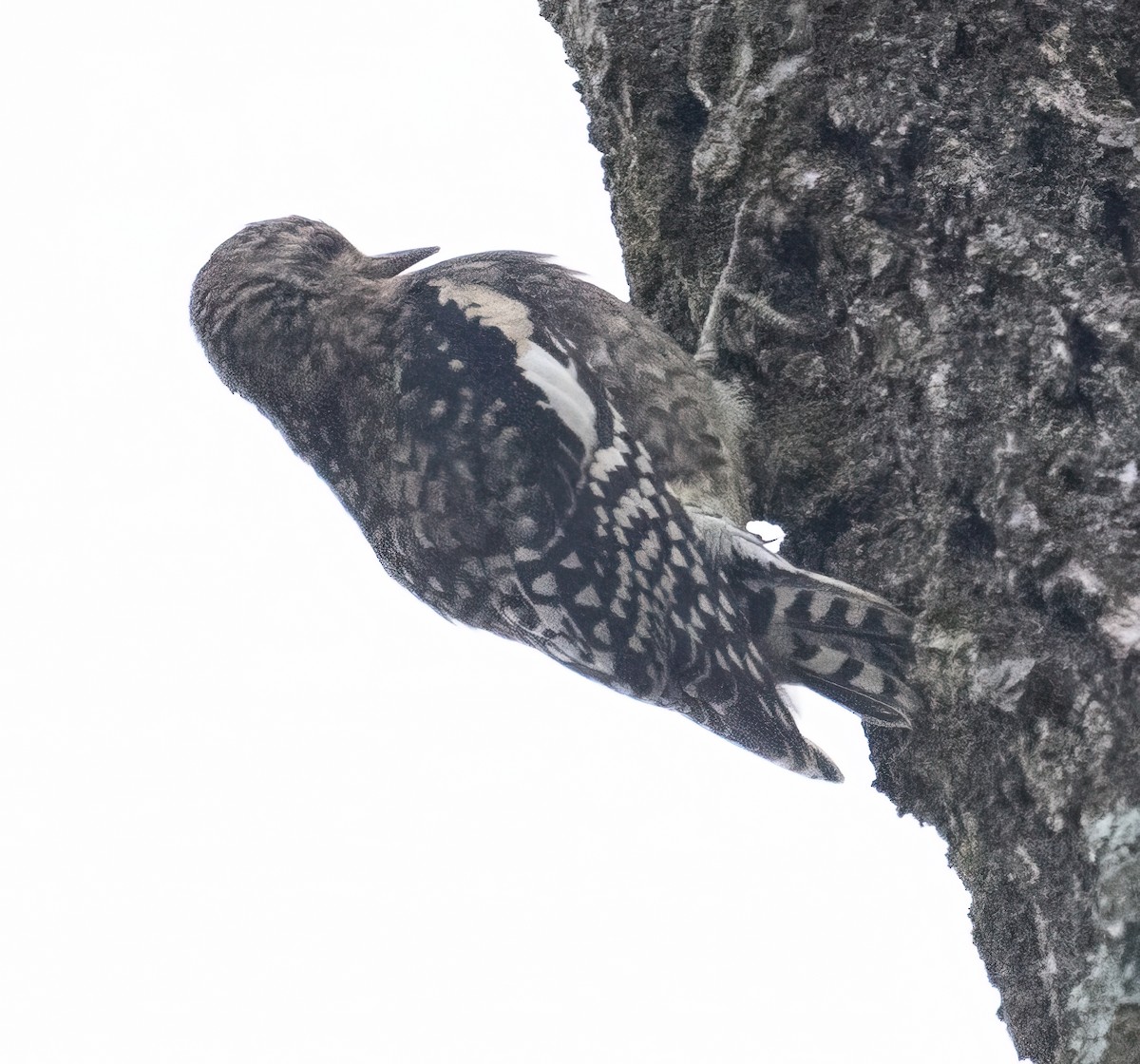 Yellow-bellied Sapsucker - ML643485064
