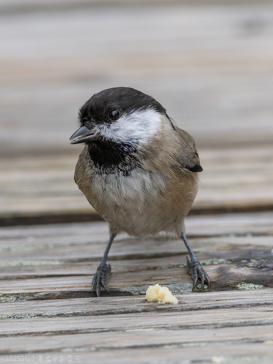 Sichuan Tit - ML643485065