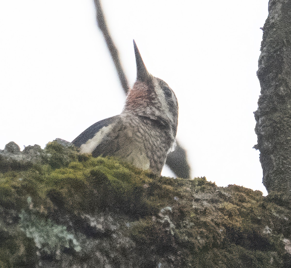 Yellow-bellied Sapsucker - ML643485068