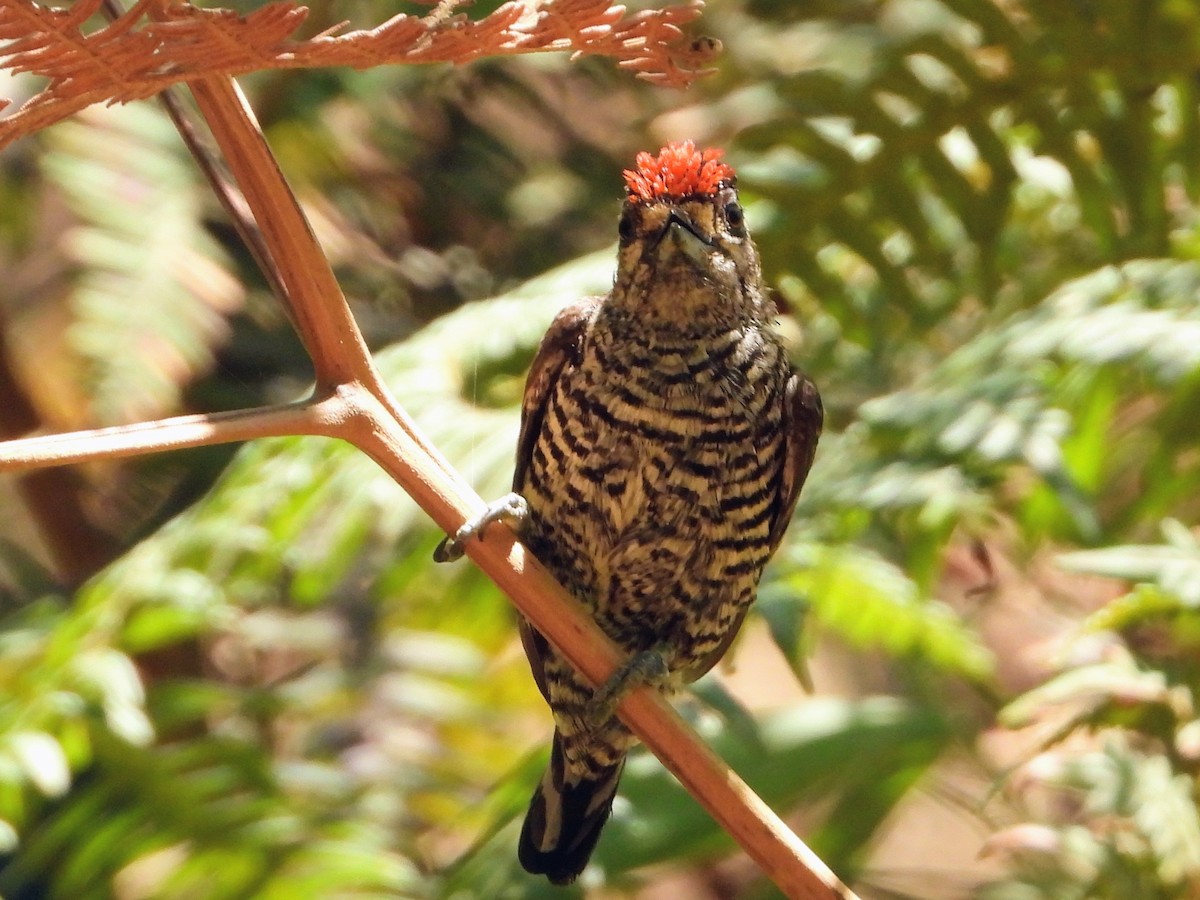 White-barred Piculet - ML643485076
