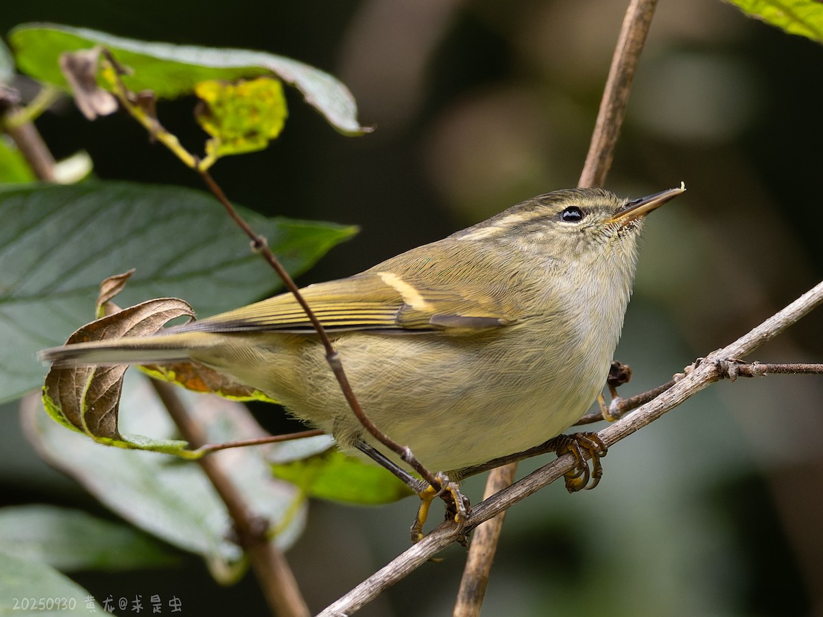 Buff-barred Warbler - ML643485078